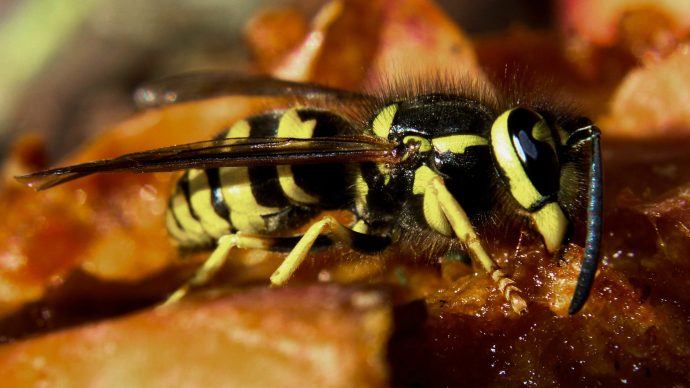 whats_the_point_of_wasps_turns_out_they_do_a_lot_more_than_you_tink_-_2