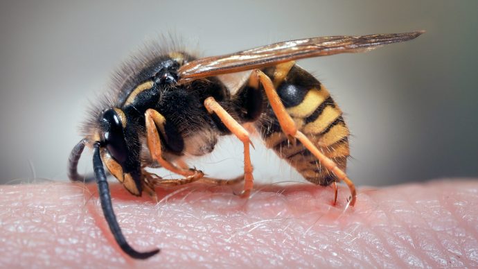whats_the_point_of_wasps_turns_out_they_do_a_lot_more_than_you_tink_-_5