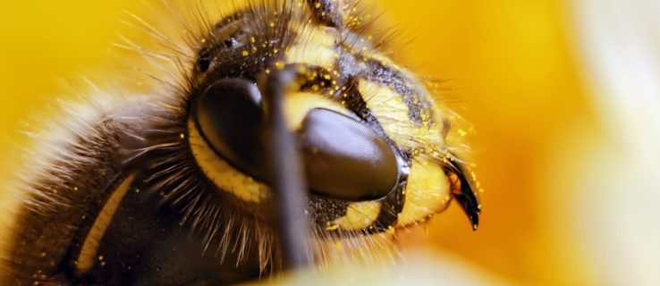 Quin sentit tenen les vespes? Resulta que fan molt més del que penses